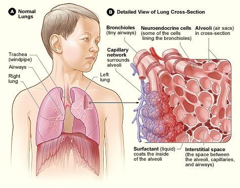 Normal lung structure